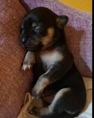 Cucciole chihuahua