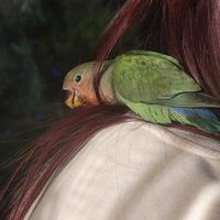 Pappagallino inseparabile