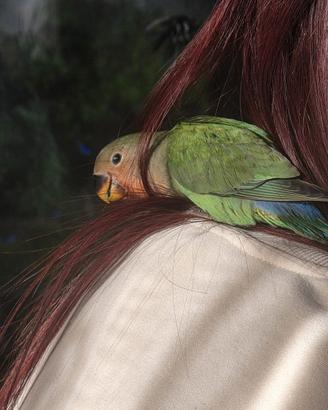 Pappagallino inseparabile