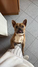 Bulldog francese di 10 mesi femmina
