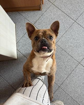 Bulldog francese di 10 mesi femmina