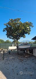Magnolia di oltre 20 anni