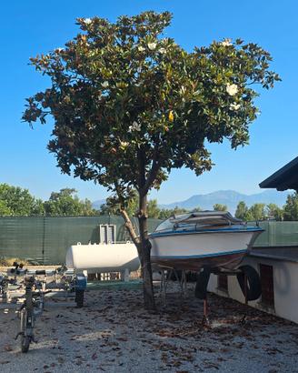 Magnolia di oltre 20 anni
