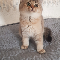 Per amanti dei gatti