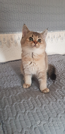 Per amanti dei gatti