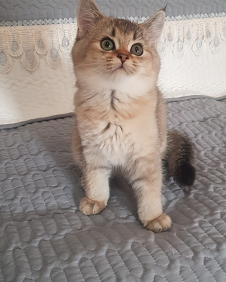 Per amanti dei gatti