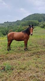 Cavallo da trekking e asino castrone