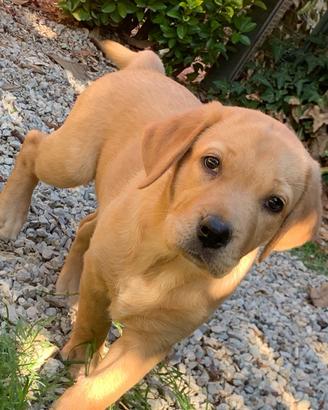 Cucciolo Labrador retriever