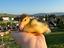 Immagine 1