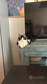 Maincoon cuccioli