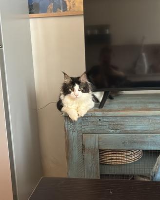 Maincoon cuccioli