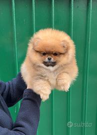 Pomerania femmina linee americane