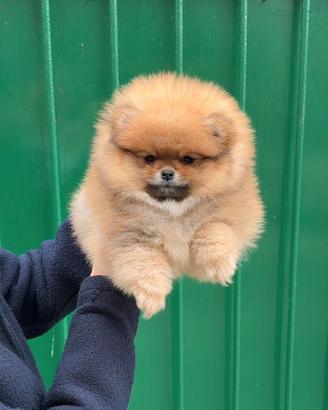 Pomerania femmina linee americane