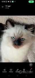 Gatti Ragdoll