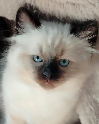 Gatti Ragdoll