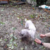 Lagotto romagnolo