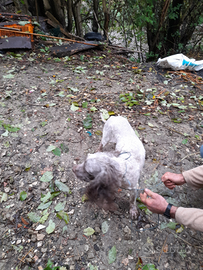 Lagotto romagnolo