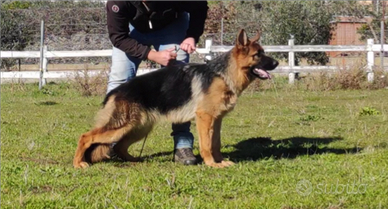 Cucciola di pastore tedesco