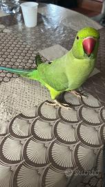 Uccelli