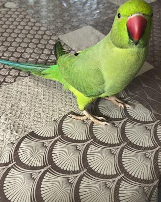 Uccelli