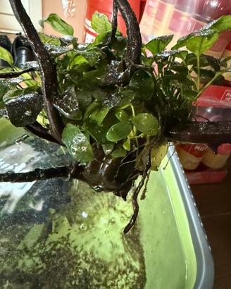 Anubias barteri grande (circa 35/40 cm)