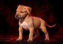 il-tuo-cucciolo-con-pedigree-in-comode-rate
