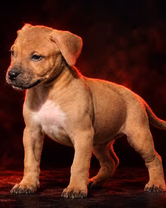 Il tuo cucciolo con pedigree in comode rate