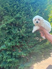 Maltese toy