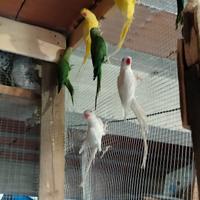 Pulletti di pappagalli