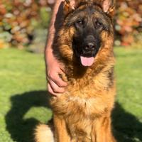 Cucciolone di 10 mesi