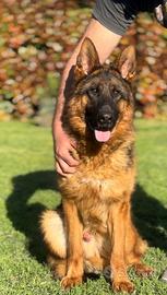 Cucciolone di 10 mesi