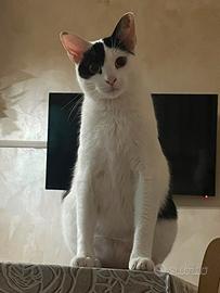 Gatta