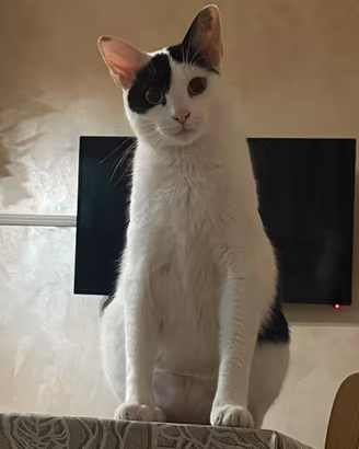 Gatta