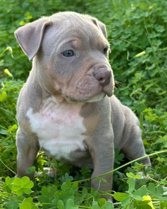 Pitbull