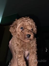 Barboncino toy maschio rosso