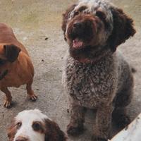 Cuccioli Lagotto romagnolo