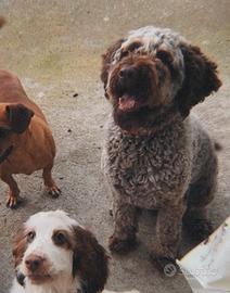 Cuccioli Lagotto romagnolo