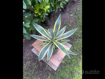 10 Agave variegata