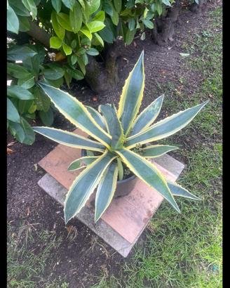 10 Agave variegata