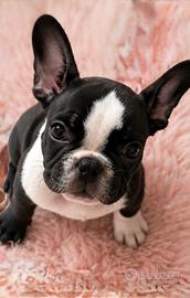 Cucciola di bulldog francese