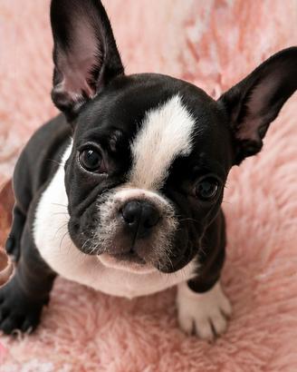 Cucciola di bulldog francese