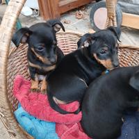 Cuccioli pinscher