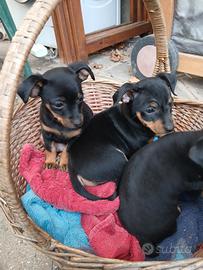 Cuccioli pinscher