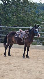 Cavallo