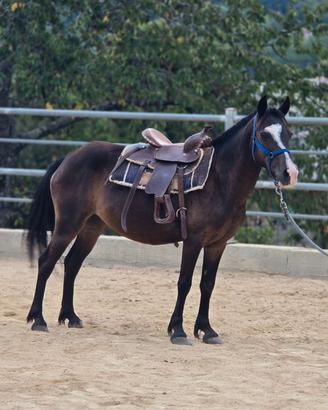 Cavallo