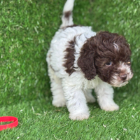 Lagotto romagnolo