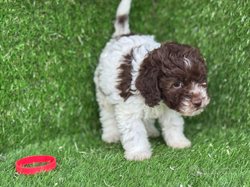 Lagotto romagnolo