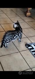 Gatti bengala