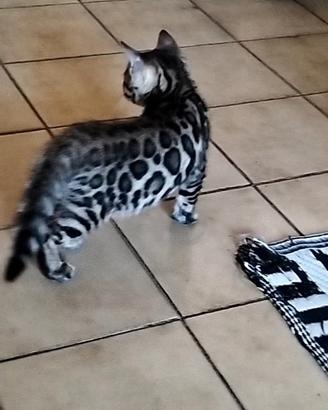 Gatti bengala