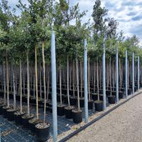 Leccio (Quercus Ilex - Quercia Sempreverde)